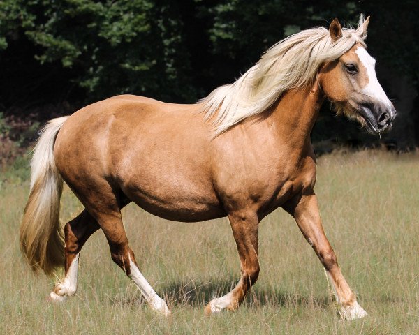 broodmare Oldforge Chelsea Girl (Welsh-Cob (Sek. D), 2010, from Ddraiggoch Darkvader)