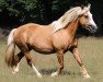 Zuchtstute Oldforge Chelsea Girl (Welsh-Cob (Sek. D), 2010, von Ddraiggoch Darkvader)