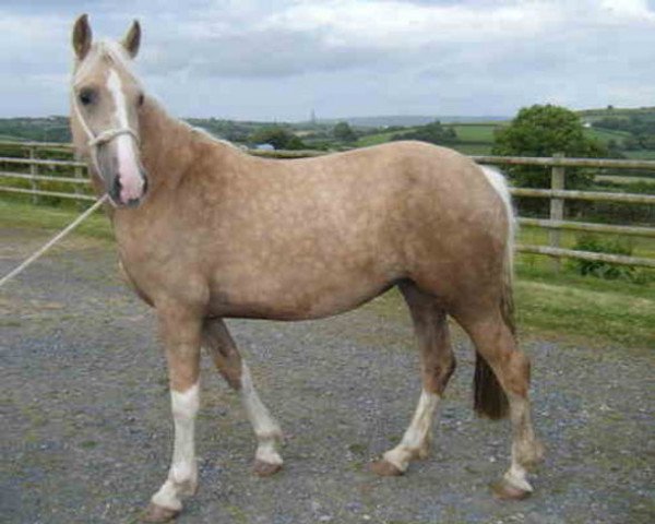 broodmare Lynivan Lady Lightning (Welsh-Cob (Sek. D), 2006, from Janton Lightning)