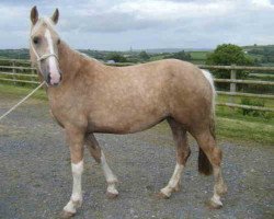 broodmare Lynivan Lady Lightning (Welsh-Cob (Sek. D), 2006, from Janton Lightning)