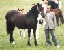 broodmare Trevallion Pearl (Welsh-Cob (Sek. D), 1981, from Cippyn Real Magic)