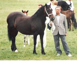 Zuchtstute Trevallion Pearl (Welsh-Cob (Sek. D), 1981, von Cippyn Real Magic)