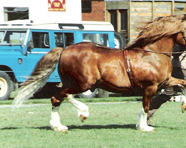 horse Blaengwy Bracken-Taf (Welsh-Cob (Sek. C), 1990, from Ffrwduchaf Brenin-Taf)