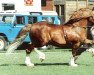 Pferd Blaengwy Bracken-Taf (Welsh-Cob (Sek. C), 1990, von Ffrwduchaf Brenin-Taf)