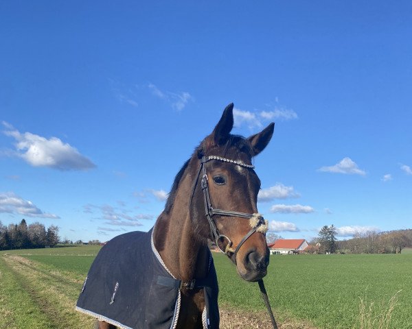 jumper Strietzel (German Warmblood, 2011, from Saami xx)