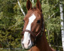 dressage horse Warstein 12 (Hanoverian, 2004, from Worldly I)