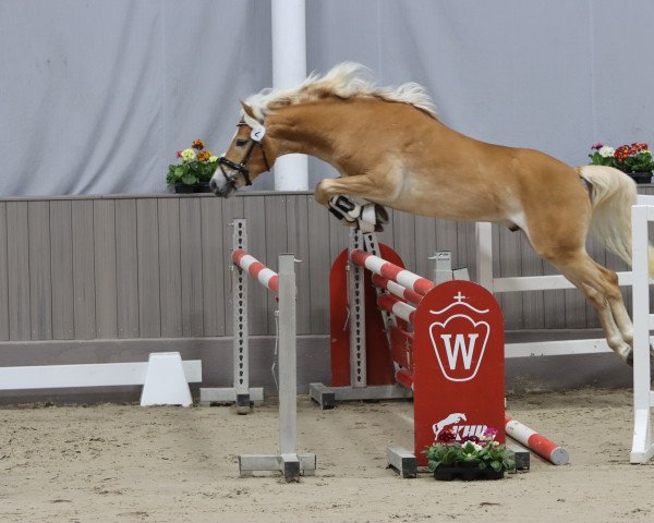 Springpferd Apache L (Haflinger, 2020, von Ampere)