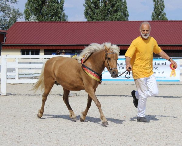 broodmare Franka vom Schedetal (German Classic Pony, 2013, from Jolly Jumper vom Talhof)