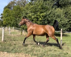 jumper Quintano (German Sport Horse, 2015)