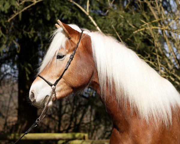 broodmare Betty (Haflinger, 2015, from Blickfang)