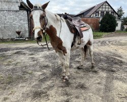 Pferd Bee‘s Leoti HS (Deutsches Reitpferd, 2019)