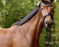 dressage horse FS Friendship (Rhinelander, 2018, from Falihandro)