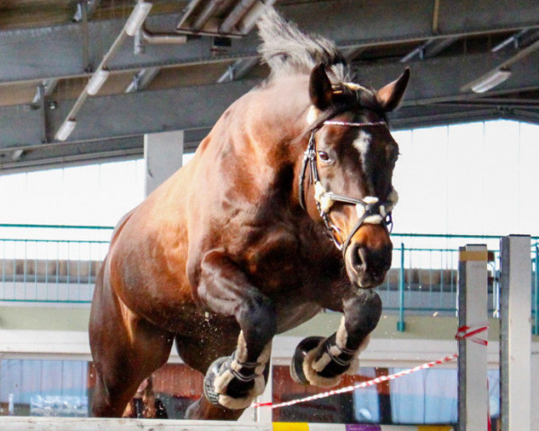 jumper Askatina M (German Sport Horse, 2012, from Contendro I)
