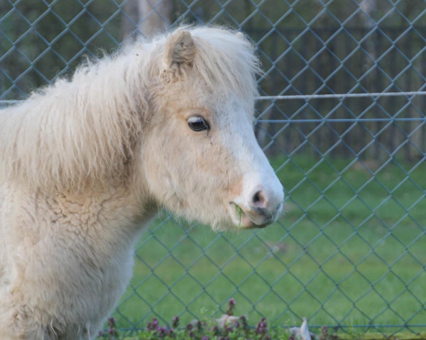 broodmare Hilli (Shetland Pony,  , from Philius von der Ostsee)