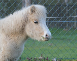 Zuchtstute Hilli (Shetland Pony,  , von Philius von der Ostsee)