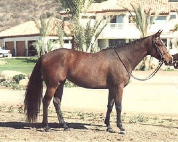 broodmare Aunt Jane xx (Thoroughbred, 1983, from Sir Caesar xx)