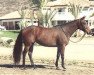 broodmare Aunt Jane xx (Thoroughbred, 1983, from Sir Caesar xx)