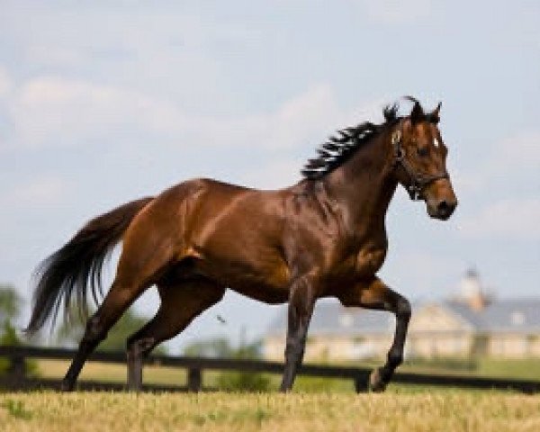 stallion Sir Caesar xx (Thoroughbred, 1962, from All Blue xx)