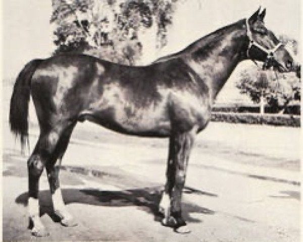 stallion All Blue xx (Thoroughbred, 1947, from Bull Lea xx)
