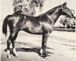 Deckhengst All Blue xx (Englisches Vollblut, 1947, von Bull Lea xx)