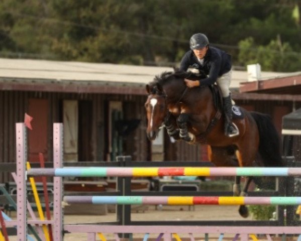 Zuchtstute Gisela KF (KWPN (Niederländisches Warmblut), 2011, von Zapatero VDL)