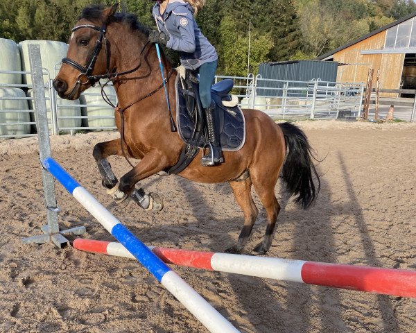 Springpferd Amadeus 105 (Deutsches Reitpony, 2011)