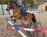 jumper Amadeus 105 (German Riding Pony, 2011)