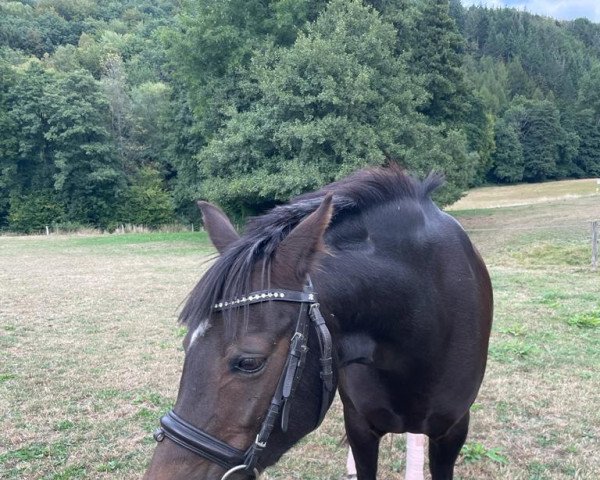 horse Rock Diamond (German Riding Pony, 2012, from Rakt's Rocky)