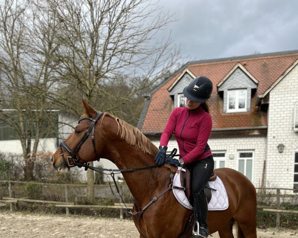 dressage horse Kiro (German Sport Horse, 2018, from Rivero II)