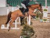 jumper Galantino GP (Oldenburg show jumper, 2018, from Glasgow van het Merelsnest)