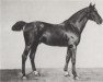 stallion Defilant (Hanoverian, 1896, from Devil's Own xx)