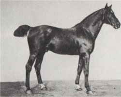 stallion Defilant (Hanoverian, 1896, from Devil's Own xx)