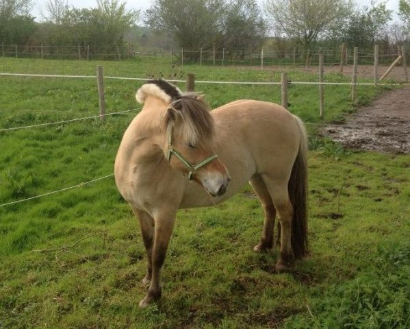 broodmare Ynja (Fjord Horse, 2002, from Sebastian)