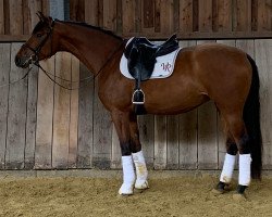 dressage horse Ventura CK (German Sport Horse, 2018, from Vitalis)