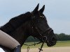 broodmare Caja (German Sport Horse, 2011, from Christ)