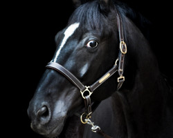 Springpferd Sirius Black 30 (Hannoveraner, 2010, von Swarovski)