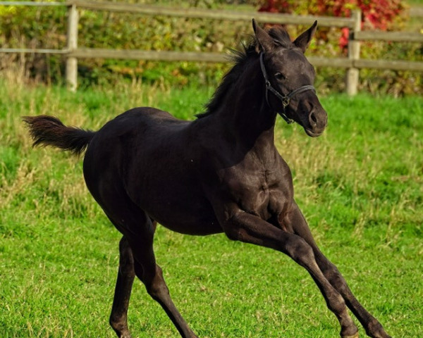 Dressurpferd Kristallblüte (Trakehner, 2022, von Kwahu)