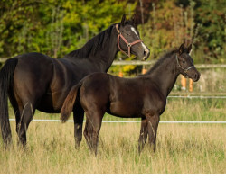 Zuchtstute Katalea (Trakehner,  , von Saint Cyr)