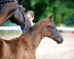 dressage horse Donauperle PUR (Trakehner, 2013, from Herakles TSF)