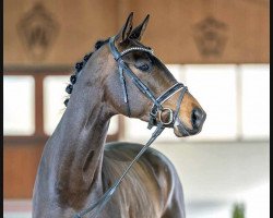 dressage horse Guns ‘n Roses (Hanoverian, 2019, from Glamourdale)