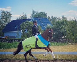 dressage horse Didgeridoo CL (Hanoverian, 2017, from Diamond Hit)