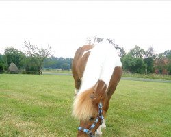 Pferd Brisant (Shetland Pony, 1996, von Benni)