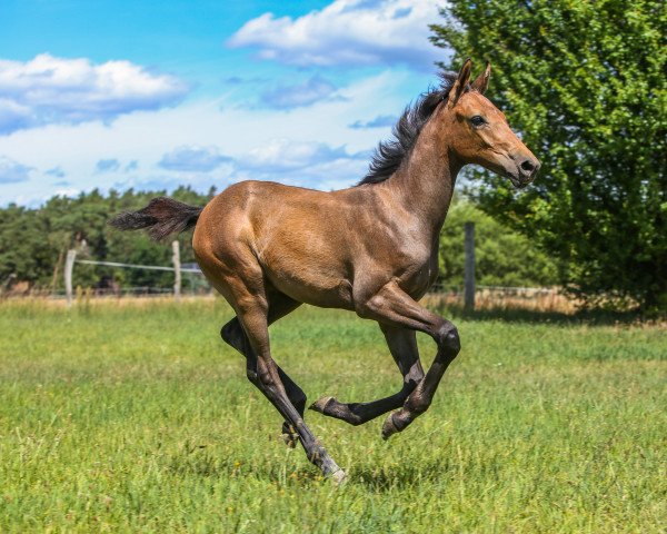 Springpferd EOS R (Oldenburger Springpferd, 2022, von Stakkatol)