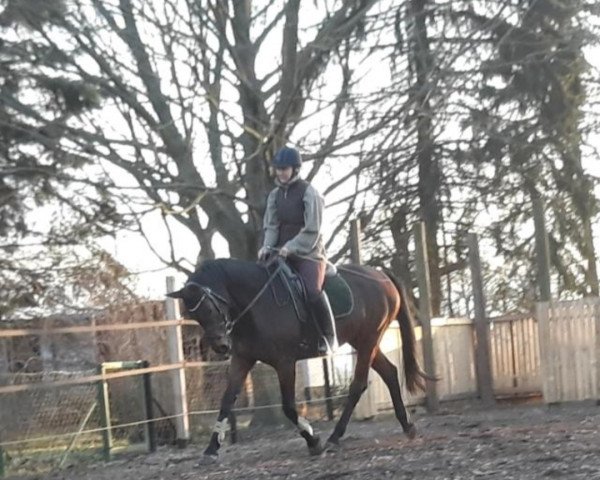 broodmare Flummi (German Warmblood, 2004, from Fürst Heinrich)