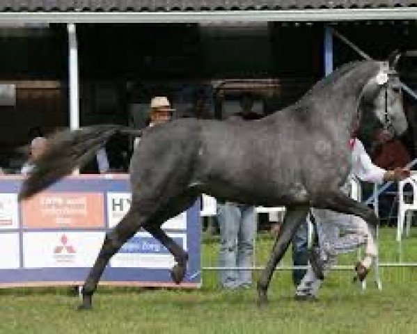 broodmare Zendence (KWPN (Royal Dutch Sporthorse), 2004, from Indoctro)