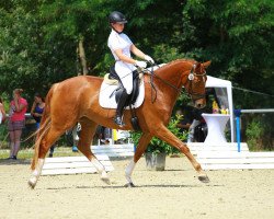 broodmare Etoile 81 (Oldenburg, 2012, from De Niro)