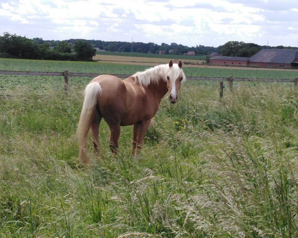 dressage horse Rheingold's Percy Jackson AK (German Riding Pony, 2016, from Rheingold)