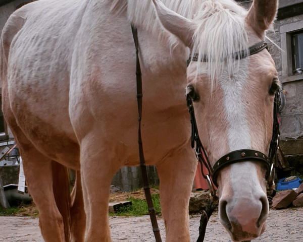 Dressurpferd Sir Kilkenny (Kleines deutsches Reitpferd, 2021, von Soel'rings Cuvee)