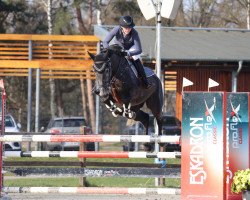 jumper Stakkalida On Air (Hanoverian, 2017, from Stakkato Gold)