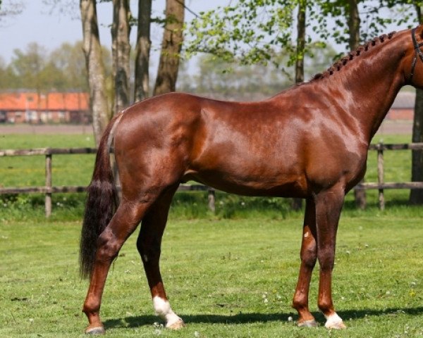 Springpferd Jan (Koninklijk Warmbloed Paardenstamboek Nederland (KWPN), 2014, von Zapatero VDL)